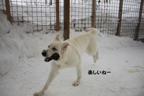 f:id:buhi84shin:20130222190142j:image
