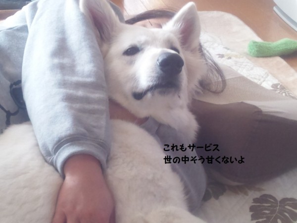 f:id:buhi84shin:20130224211613j:image