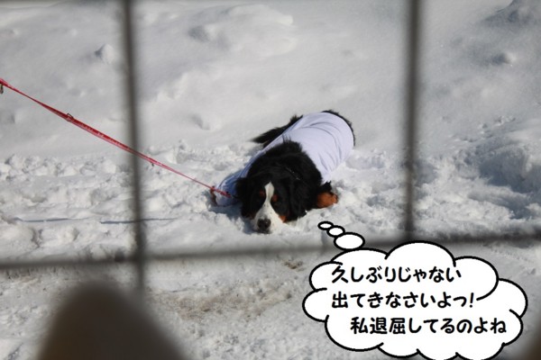 f:id:buhi84shin:20130304134437j:image