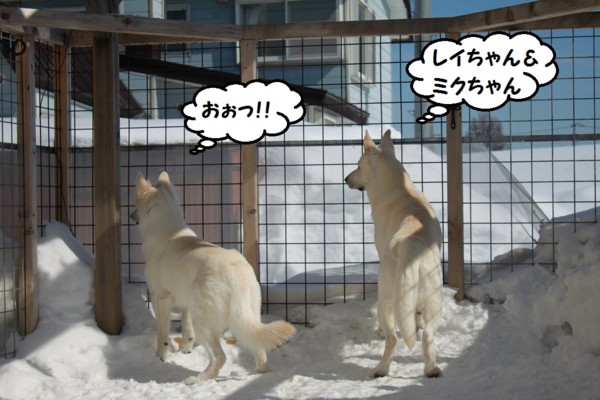 f:id:buhi84shin:20130304134449j:image