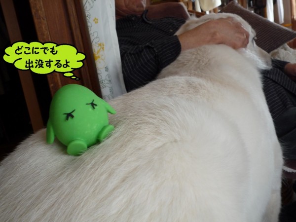 f:id:buhi84shin:20130309224247j:image