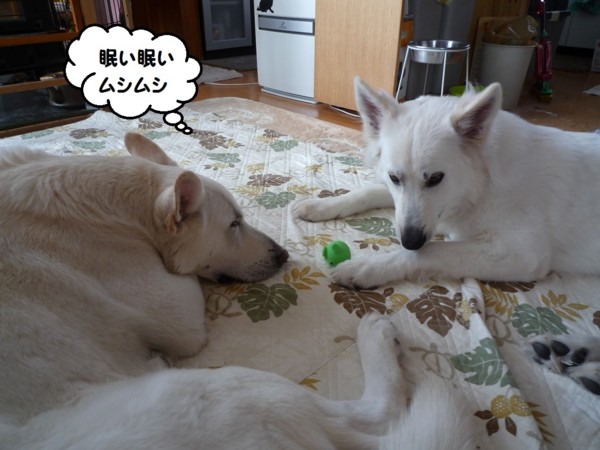 f:id:buhi84shin:20130309224251j:image