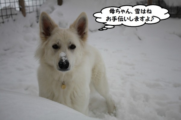 f:id:buhi84shin:20130311212529j:image