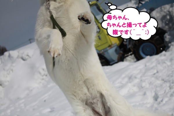 f:id:buhi84shin:20130325212505j:image