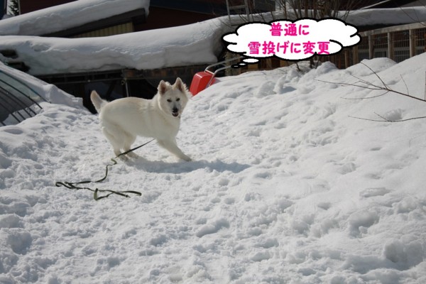 f:id:buhi84shin:20130325215520j:image