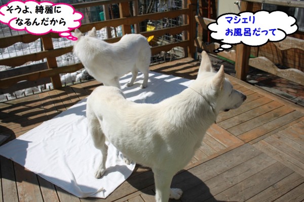 f:id:buhi84shin:20130421224855j:image f:id:buhi84shin:20130421224855j:image