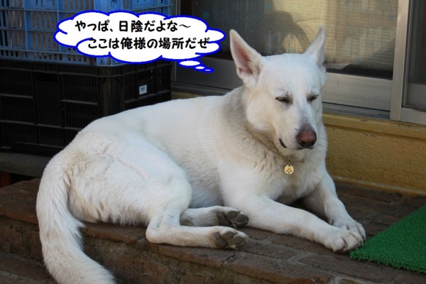 f:id:buhi84shin:20130521215512j:image
