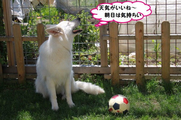 f:id:buhi84shin:20130607213856j:image f:id:buhi84shin:20130607213856j:image