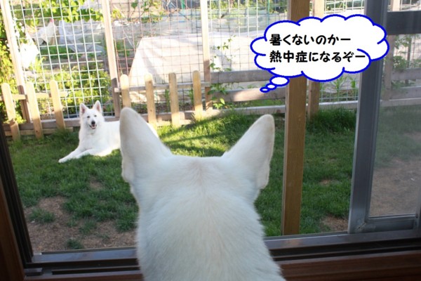 f:id:buhi84shin:20130607220935j:image f:id:buhi84shin:20130607220935j:image