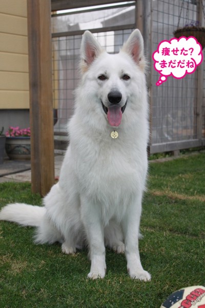 f:id:buhi84shin:20130617221237j:image
