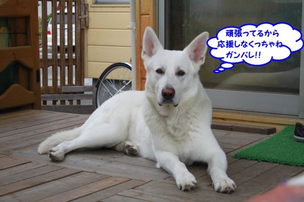 f:id:buhi84shin:20130711220919j:image f:id:buhi84shin:20130711220919j:image