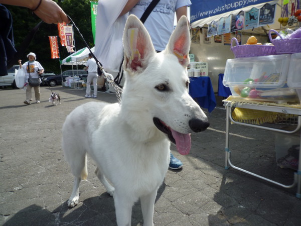 f:id:buhi84shin:20130714205733j:image f:id:buhi84shin:20130714205733j:image