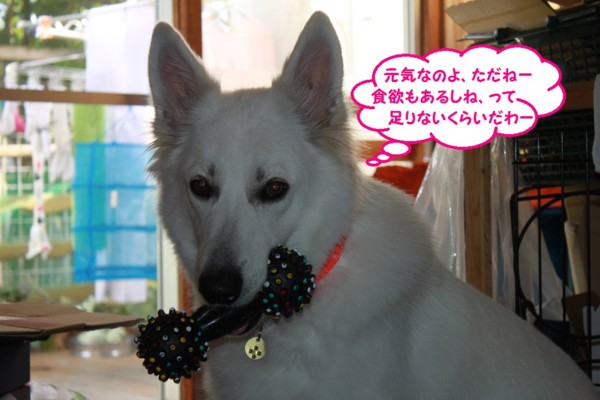 f:id:buhi84shin:20130801204603j:image f:id:buhi84shin:20130801204603j:image