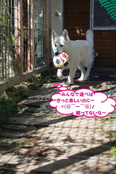 f:id:buhi84shin:20130802112210j:image