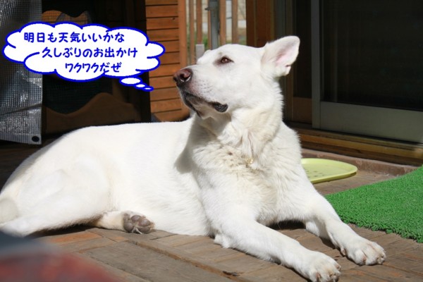 f:id:buhi84shin:20130802112214j:image