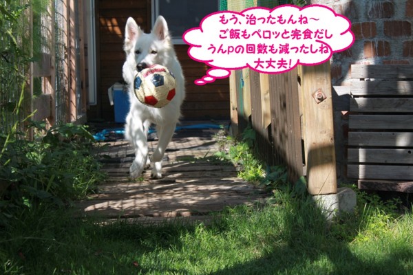 f:id:buhi84shin:20130802112719j:image