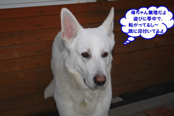 f:id:buhi84shin:20130821223635j:image