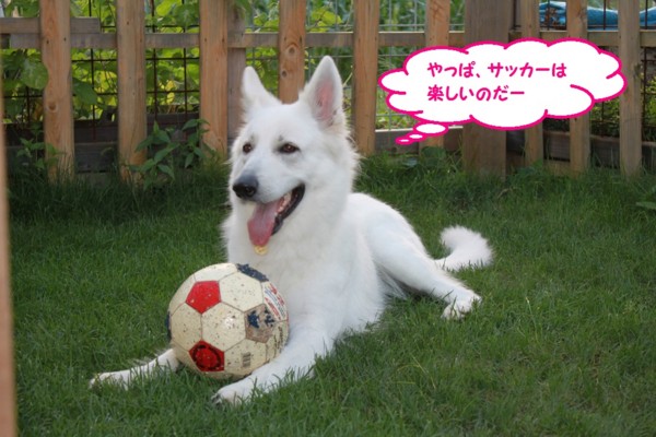 f:id:buhi84shin:20130821223903j:image