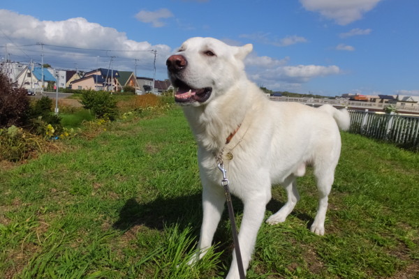 f:id:buhi84shin:20131003215302j:image