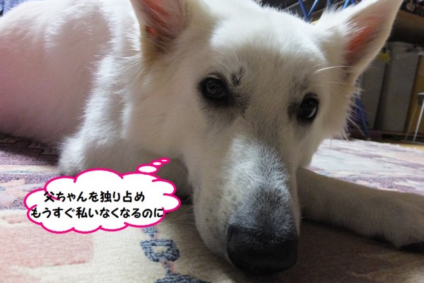 f:id:buhi84shin:20131003223843j:image