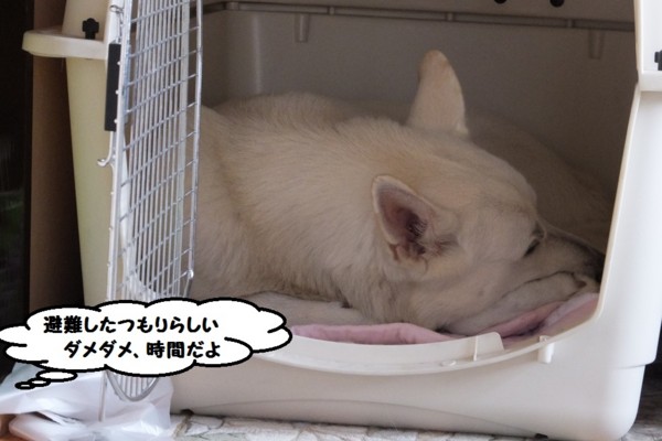 f:id:buhi84shin:20131005152527j:image