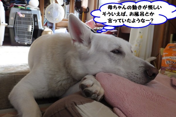 f:id:buhi84shin:20131005152529j:image