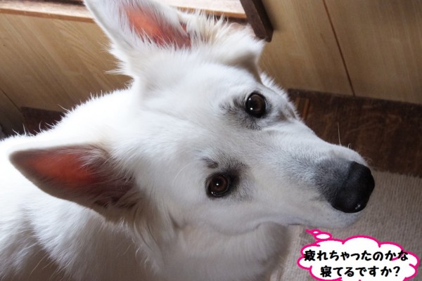 f:id:buhi84shin:20131005155054j:image