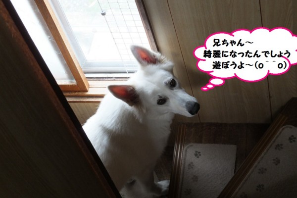 f:id:buhi84shin:20131005155056j:image