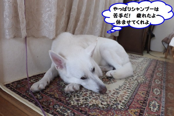 f:id:buhi84shin:20131005155428j:image