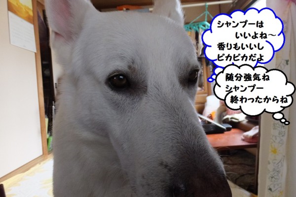 f:id:buhi84shin:20131006132853j:image