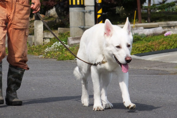 f:id:buhi84shin:20131006133306j:image