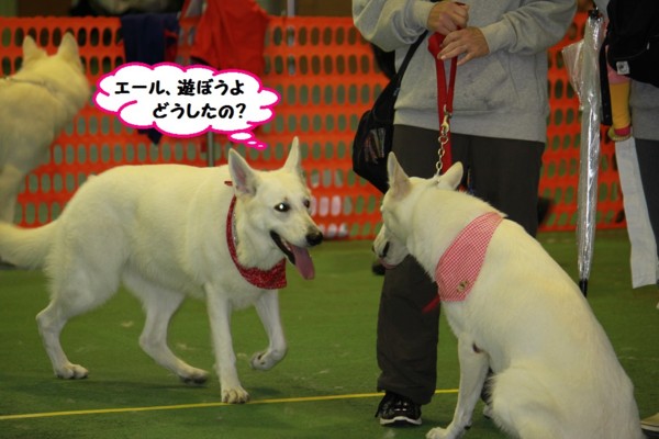 f:id:buhi84shin:20131023234915j:image
