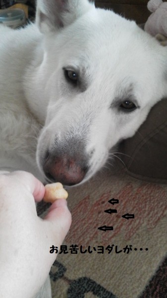 f:id:buhi84shin:20131025220059j:image