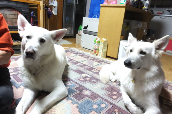 f:id:buhi84shin:20131028215751j:image