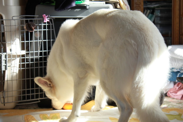 f:id:buhi84shin:20131028215832j:image
