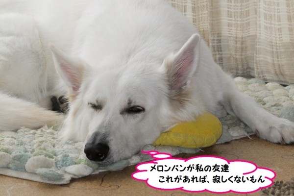 f:id:buhi84shin:20131110201130j:image f:id:buhi84shin:20131110201130j:image