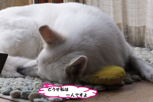 f:id:buhi84shin:20131110201131j:image f:id:buhi84shin:20131110201131j:image