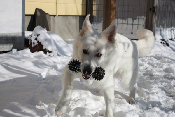 f:id:buhi84shin:20131112212807j:image