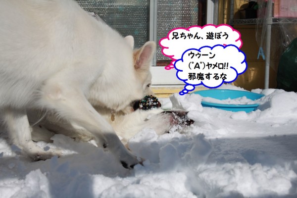 f:id:buhi84shin:20131112214606j:image