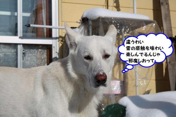 f:id:buhi84shin:20131112215545j:image
