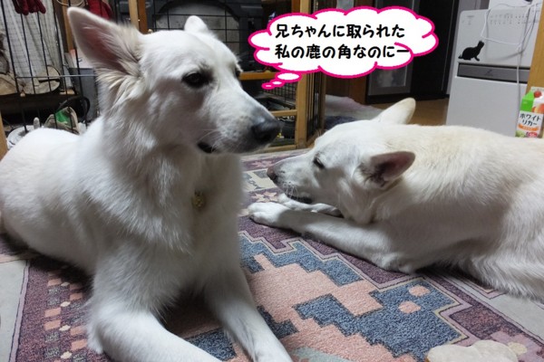 f:id:buhi84shin:20131119213657j:image