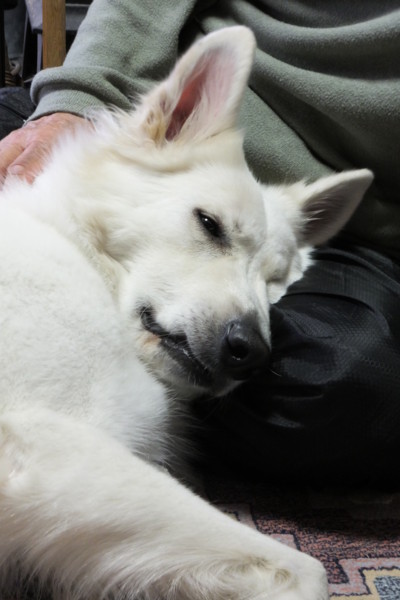 f:id:buhi84shin:20131130213326j:image f:id:buhi84shin:20131130213326j:image