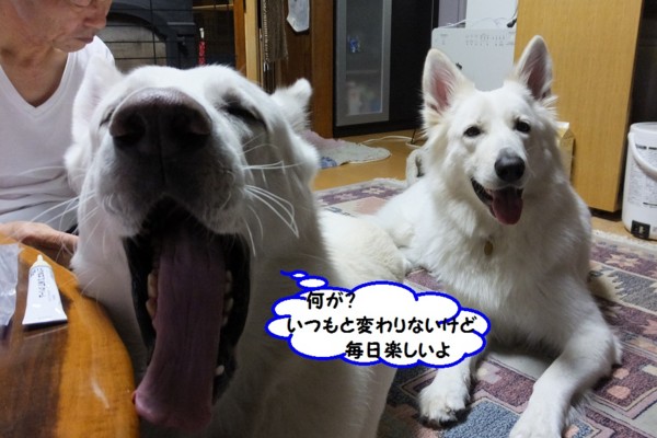 f:id:buhi84shin:20131203223502j:image