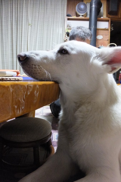 f:id:buhi84shin:20131203223711j:image