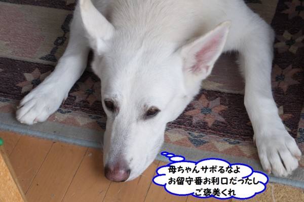 f:id:buhi84shin:20131204225837j:image