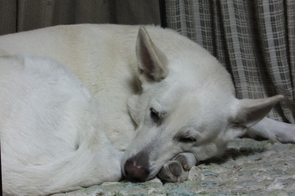 f:id:buhi84shin:20131207212606j:image