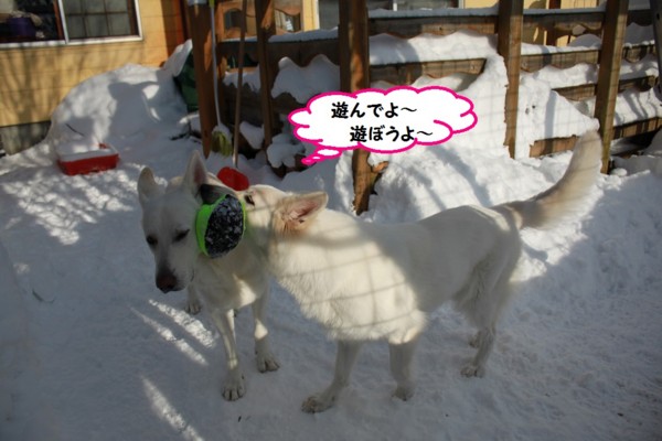 f:id:buhi84shin:20131231203848j:image