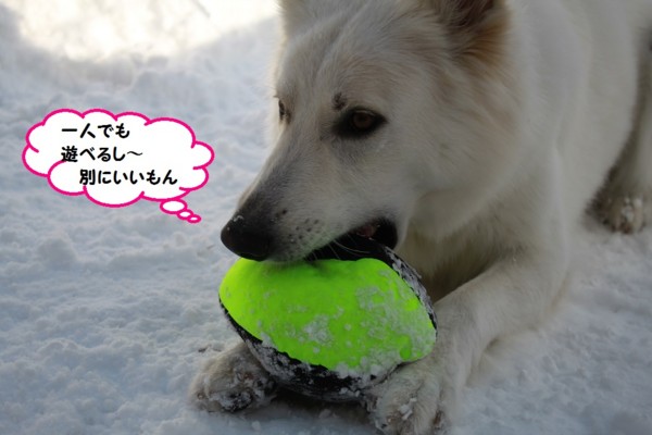 f:id:buhi84shin:20131231204220j:image