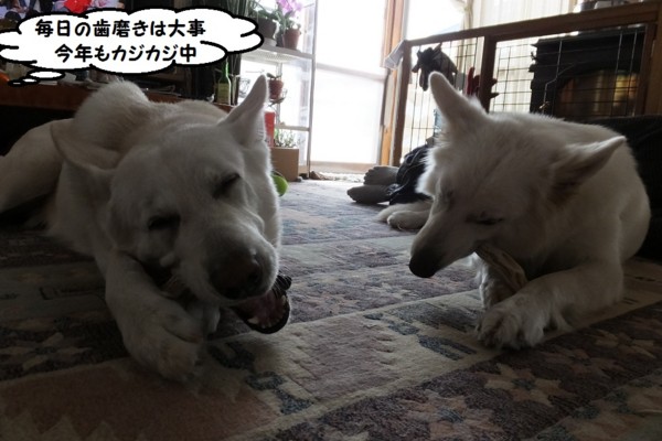 f:id:buhi84shin:20140101185524j:image f:id:buhi84shin:20140101185524j:image