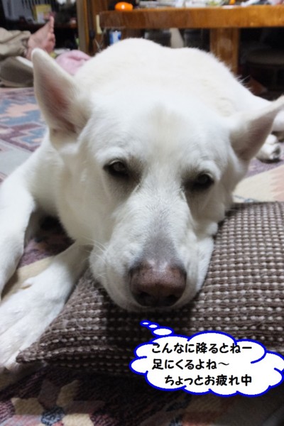 f:id:buhi84shin:20140102213559j:image